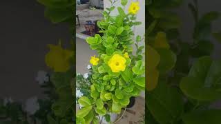 Allamanda flowering plant garden vinelike shortvideo subscribe [upl. by Pomeroy]