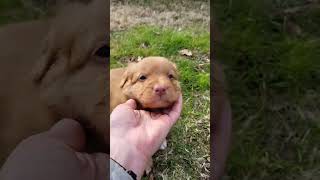 Nova Scotia Duck Tolling Retriever Puppy  Toller Puppy K5 [upl. by Kyriako]