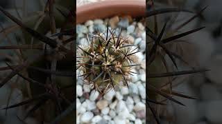 Copiapoa Cinerea Cinerea Taltal copiapoa astrophytum cactusdecoleccion [upl. by Neelyhtak]