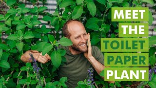 Meet the Toilet Paper Plant Plectranthus Barbatus  Blue Spur Flower  Boldo [upl. by Mcmahon]