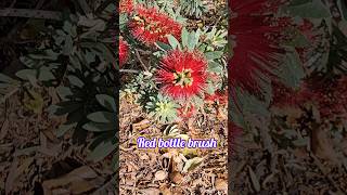 Red bottle brush plant bottlebrush brushplant redbrushplant [upl. by Itoc198]