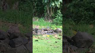 A little chubby bush pigeon wanders into the shrub🕊️ [upl. by Gall]