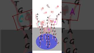 Genotyping SNPs using a BeadChip [upl. by Jessey]