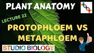 Plant Anatomy 22  Protophloem vs Metaphloem [upl. by Eak]