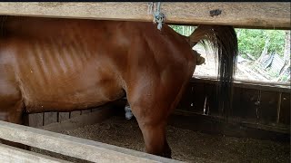 Horse pees horse has a tantrum horse pees horse pees in the stable [upl. by Altman]