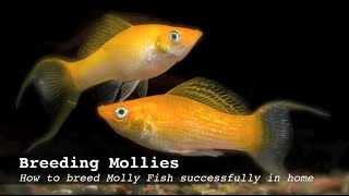 Breeding Mollies How to breed Molly Fish successfully in home aquarium [upl. by Oran]