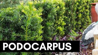 Podocarpus [upl. by Rodman]