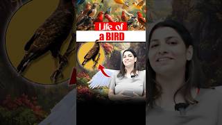 Life of a bird 🕊️neetbiology neet2025 riturattewal bird lifeofbird [upl. by Itra]