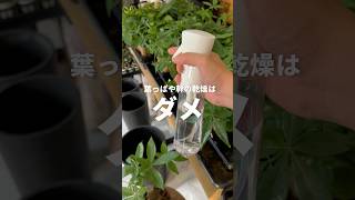 植物が元気に育つおすすめアイテム植物 植物のある暮らし 植物大好き 観葉植物 育て方 [upl. by Ainedrag]