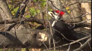 Pileated Woodpecker Call [upl. by Mickey941]