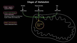 Stages of Metabolism [upl. by Iahk]