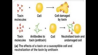 antitoxin mechanism [upl. by Ssur]