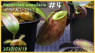 食虫植物栽培日記 Nepenthes ampullaria＃4《ネペンテス》 [upl. by Lomaj439]