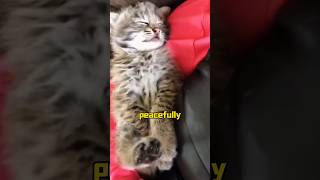 Strange stray cat animals rescue shortvideo cute [upl. by Eleanore]