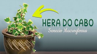 Hera do Cabo Senecio macroglossus  Fácil Cultivo [upl. by Adhamh507]