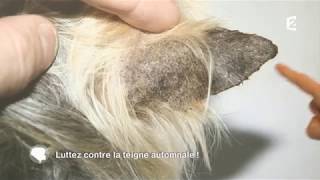 Diagnostic et traitement de la teigne du chat et du chien [upl. by Golter256]