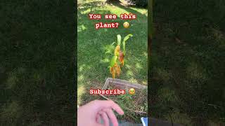 To Tater Tot 🤣 funny comedy skits soviet comedyfilms letitgrow letitdie subscribe [upl. by Nahtnamas983]