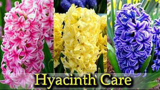 How to Grow and Care Hyacinth bulbs  Hyacinth plant  Winter plant [upl. by Aramak]