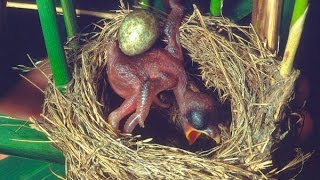 Common Cuckoo chick ejects eggs of Reed Warbler out of the nestDavid Attenboroughs opinion [upl. by Celia782]