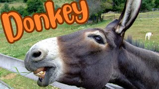 The Braying Beauties A Fascinating Look at Donkeys [upl. by Analrahc211]