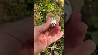 Russula sp mushroom [upl. by Eralcyram]