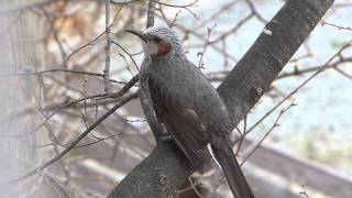 Song of Browneared Bulbul ヒヨドリ（野鳥）春のさえずり？♪ [upl. by Paehpos885]