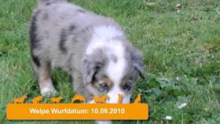 Australian Shepherd  Berner Sennenhund MIX Welpen [upl. by Arrotal105]