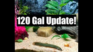 Freshwater Community Aquarium Update 120 Gallon Fish Tank [upl. by Adnic]