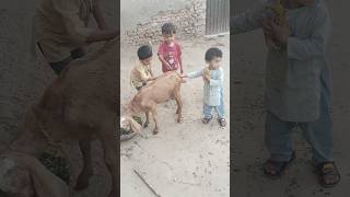 Kids playing with goat shorts goats subezan ytshorts animallover shortsfeed comedy cute yt [upl. by Euqinimod]