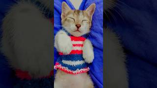 Fazal bakhsh💋 viralvideo fazalbakhshcat catlover trendingshorts qurantransalation shortvideo [upl. by Frasier]