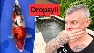 Dropsy in my Koi Fish ☠️ My Understanding amp Mistakes [upl. by Godderd]