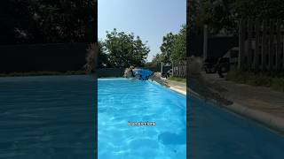 IL TUFFO 🐬 canedivertente cane dog funnydog divertente [upl. by Merril]