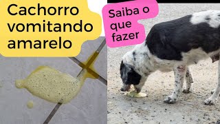 Cachorro vomitando amarelo  resolva rápido [upl. by Scandura]