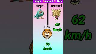 Girgit Vs Leopard Vs Lion BATTLE shorts vs [upl. by Aihseya]