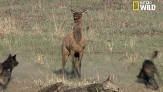 Le courage dune mère élan face aux loups [upl. by Aicilram]