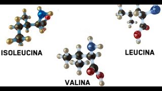 Aminoácidos Esenciales VS BCAAS [upl. by Lalita]