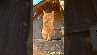 狛猫ちゃん🐈🐾 shorts short 猫 cat cats ねこ ネコ [upl. by Lorianna]