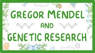 GCSE Biology  Gregor Mendel and the History of Genetics 76 [upl. by Eniger]