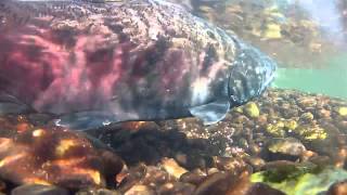 Salmon spawning  Up close and personal [upl. by Ottavia630]