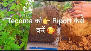 Tecoma को 👉Riport केसे करें 🥰 [upl. by Tlok]