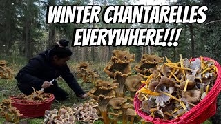 FORAGING FUNNEL CHANTARELLES  THE LINDEMANS [upl. by Repotsirhc]