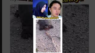 MAKLUMIN AJA YA GES❗️❗️shorts teguhsuwandi videomeme reactionvideo lucu [upl. by Nirrek597]