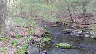 MetacometMonadnock Trail Section 1 [upl. by Lokkin61]