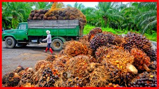 Awesome Oil Palm Harvesting  Modern Agriculture Technology  Palm Oil Making Process [upl. by Latimore]