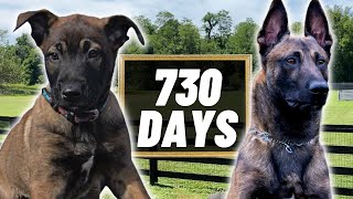 2 Years Of Training In 4 Minutes PT2 Building The ULTIMATE Belgian Malinois [upl. by Luci]