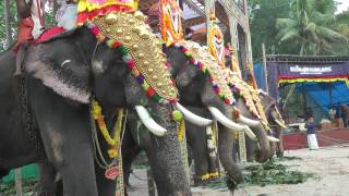 Elephants at a local Hindu Festival Kerala [upl. by Denna]