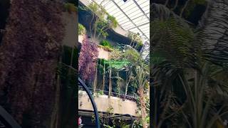 Exploring Barbican Conservatory 🌳 [upl. by Georgeanna140]