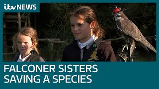 Meet the young falconers saving a struggling species of bird  ITV News [upl. by Airamasor271]