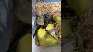 Budgies Wellensittich Baby Vogel Muhabbetkuşu Baby Bird budgievideos muhabbetkuşu wellensittich [upl. by Behlau]