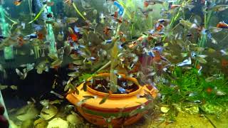 How To Make FishTank Full Of Guppies [upl. by Linnell]